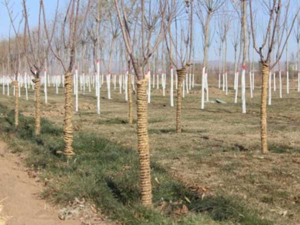 1564305647237267.jpg 20161124151571697169.jpg