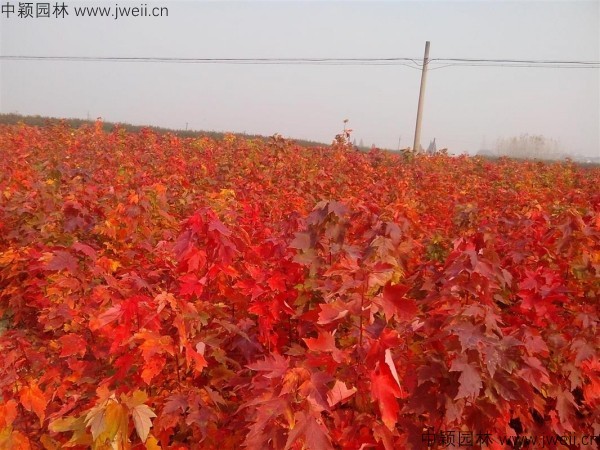 1564406076941612.jpg 美國紅楓-(6).jpg