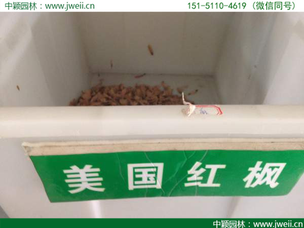 1564406145115782.jpg 美國紅楓 (2).jpg