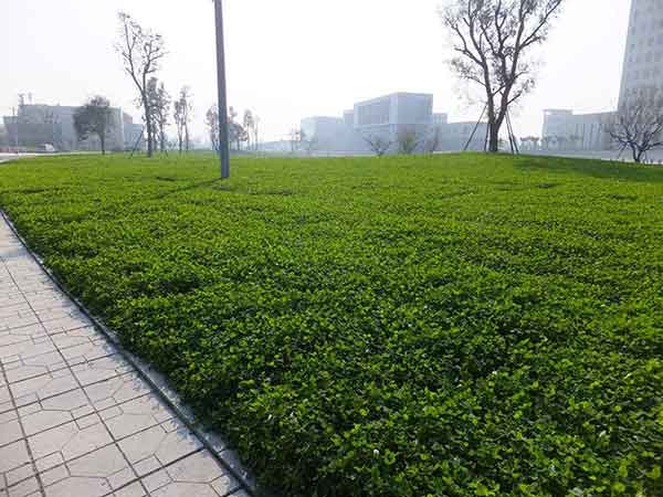 1564493507106909.jpg 白三葉草13.jpg