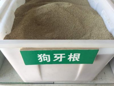 適合廣東地區護坡草籽？