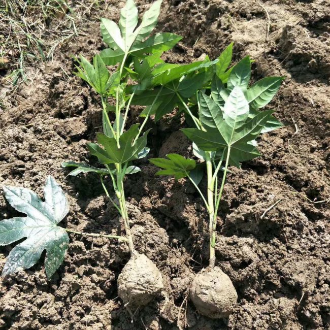 八角金盤 (8).jpg