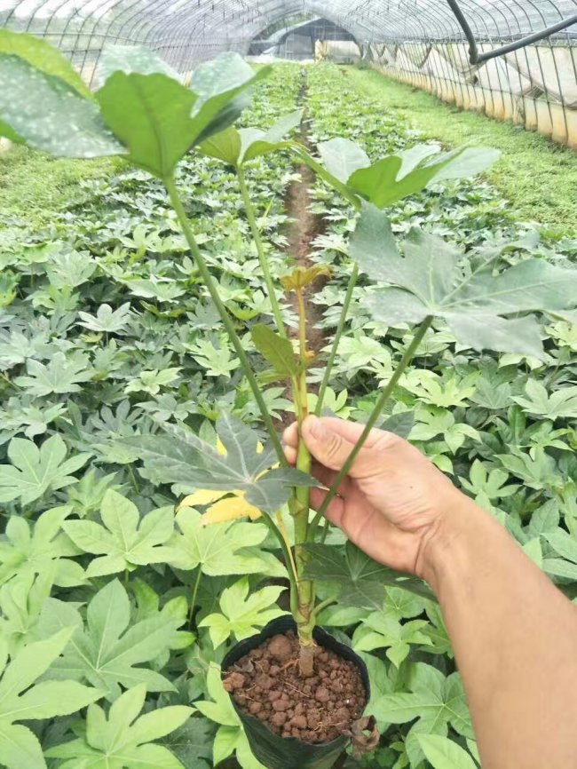 八角金盤 (12).jpg