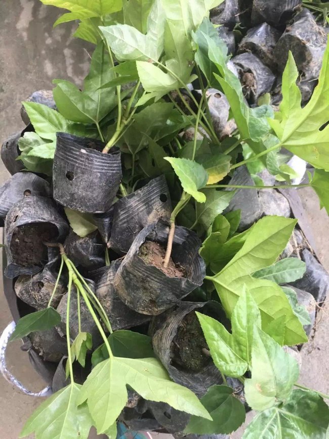 八角金盤 (22).jpg