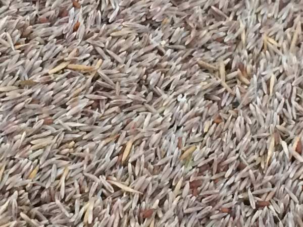 剪股穎細弱型 (3).jpg