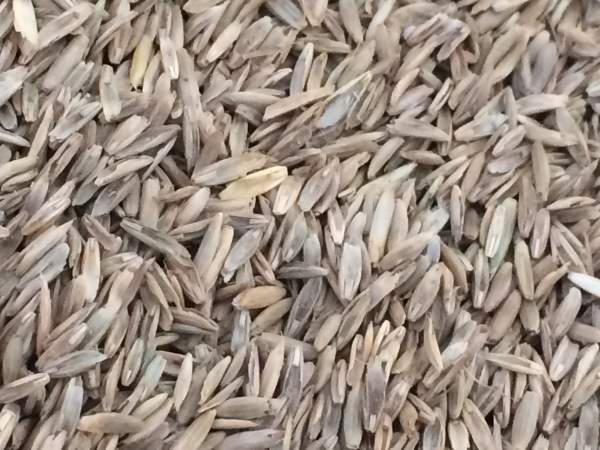 一年生黑麥草 (3).jpg