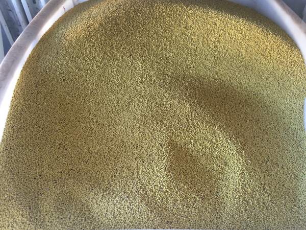 白三葉包衣 (2).jpg