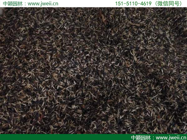 1564988618132875.jpg 孔雀草 (2).jpg