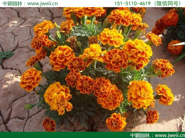 1564988683145880.jpg 孔雀草-(9).jpg