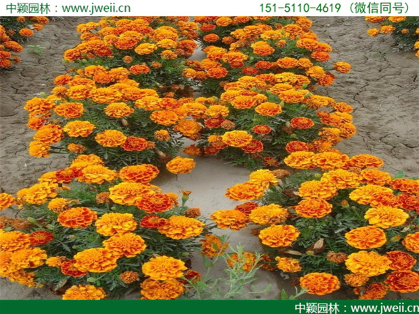 1564988689120079.jpg 孔雀草-(10).jpg