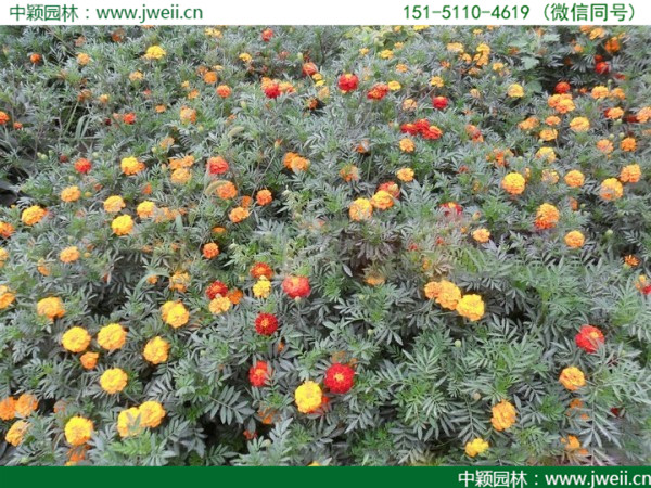 1564988705123122.jpg 孔雀草-(13).jpg