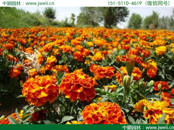 1564988712640742.jpg 孔雀草-(14).jpg