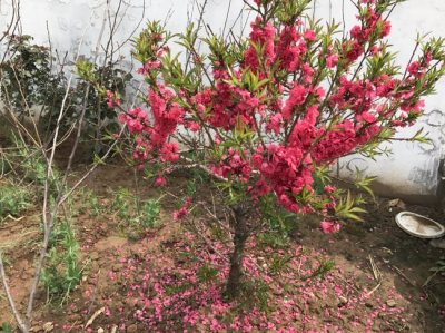 紅葉碧桃