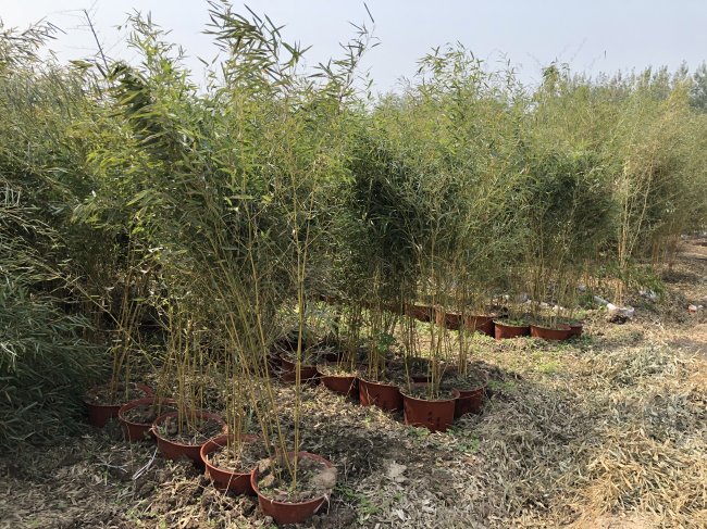 1565871740176124.jpg 竹子 (10).jpg