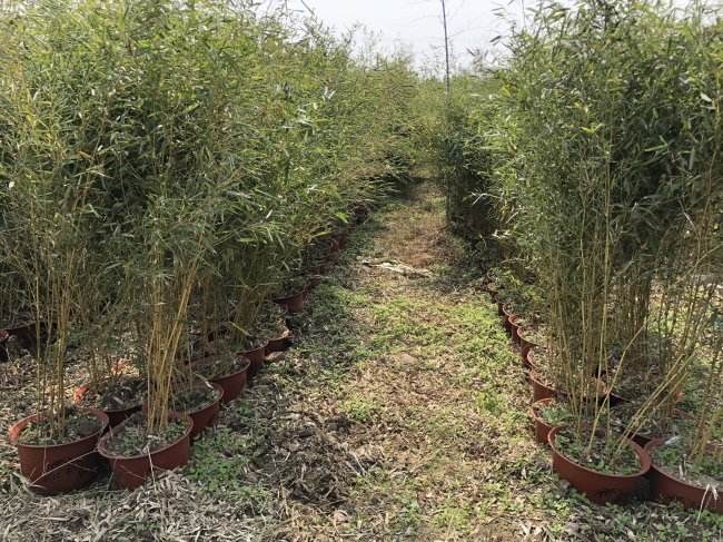 1565871764614744.jpg 竹子 (11).jpg