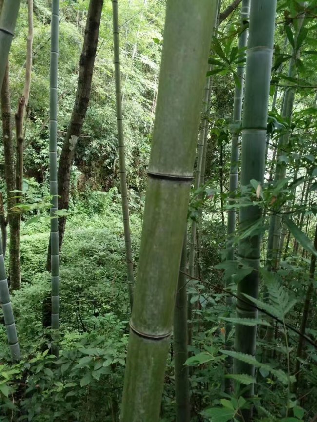 1565871802133267.jpg 竹子 (101).jpg