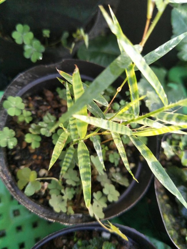 1565871819555256.jpg 竹子 (110).jpg