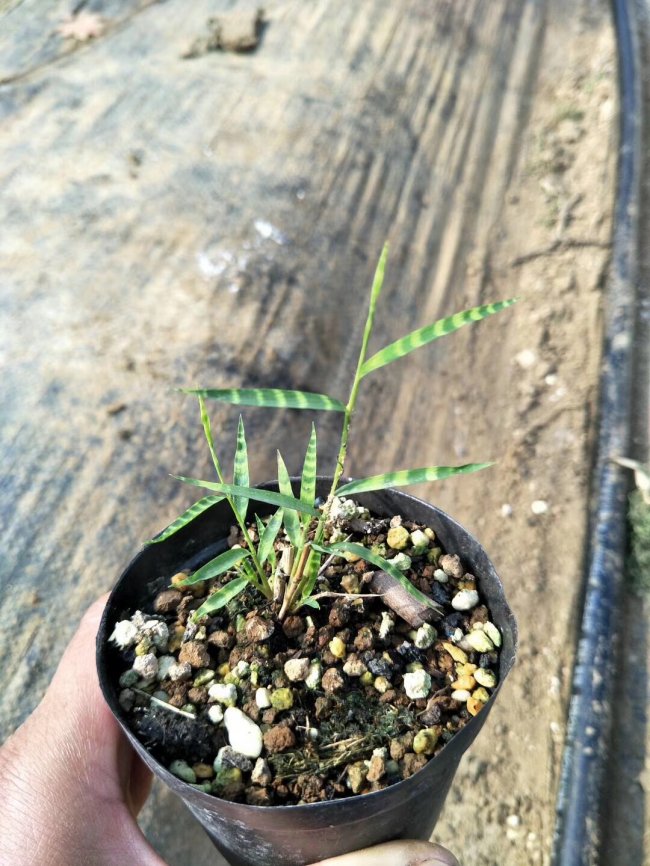 1565871832111980.jpg 竹子 (111).jpg