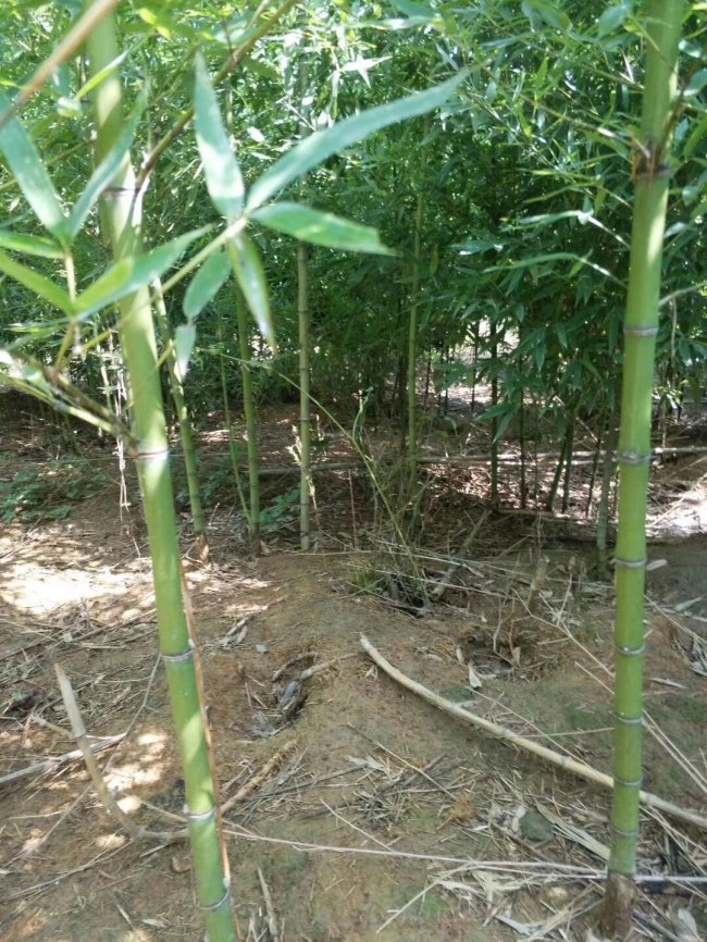 1565871851137435.jpg 竹子 (113).jpg