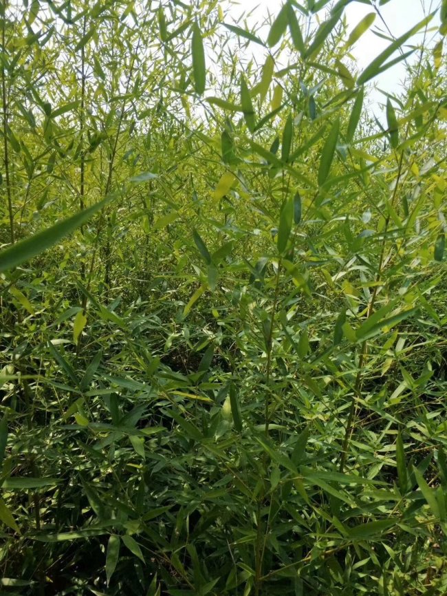 1565871864769269.jpg 竹子 (114).jpg