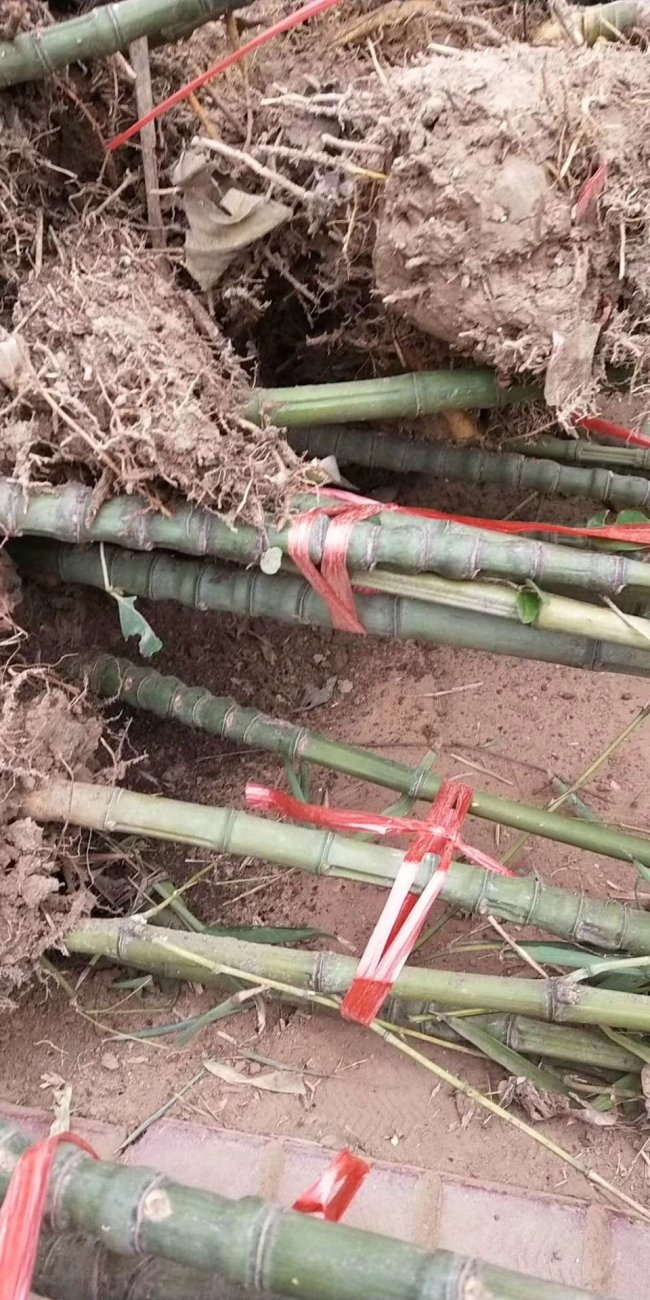 1565871874885479.jpg 竹子 (115).jpg