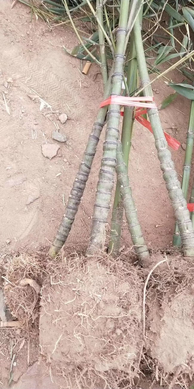 1565871889384819.jpg 竹子 (116).jpg