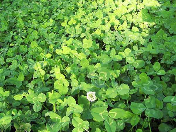 白三葉草5.jpg