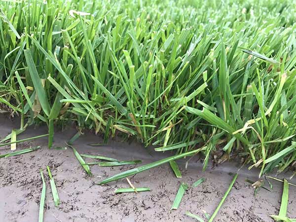 1565943885113728.jpg 高羊茅5.jpg