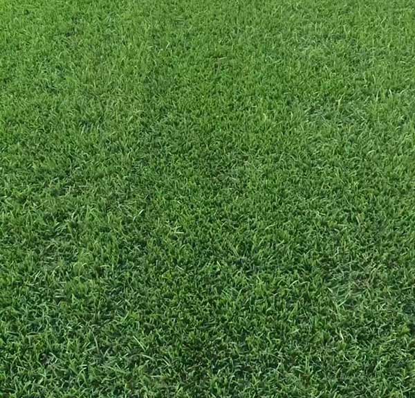 1565943929119453.jpg 黑麥草6.jpg