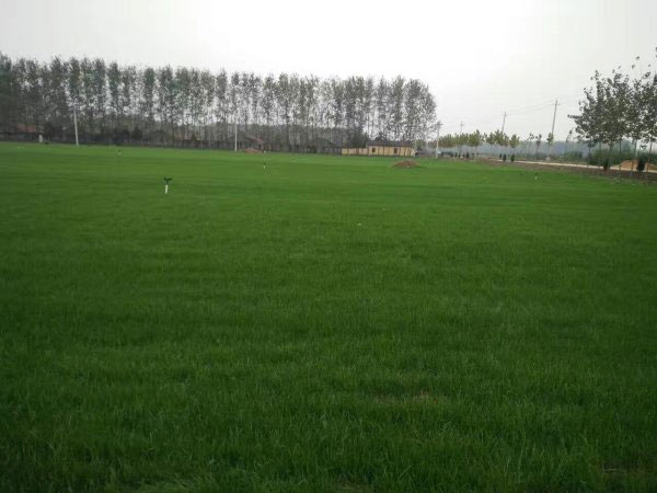 1565943938938725.jpg 草坪8.jpg