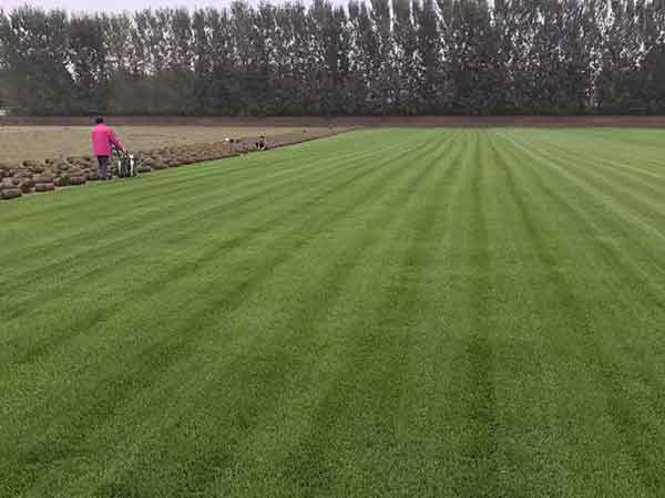 1565943962127302.jpg 四季青草坪8.jpg