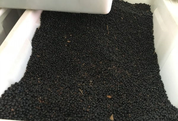 1566028248778592.jpg 鳶尾種子2_副本.jpg