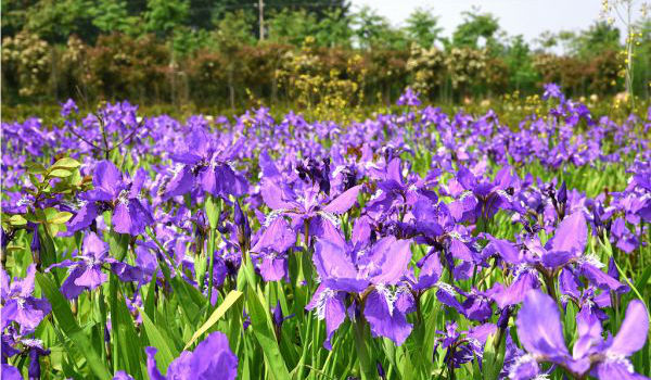 1566028398108509.jpg 鳶尾5.jpg