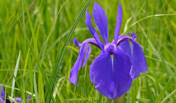 1566028414225483.jpg 鳶尾14.jpg