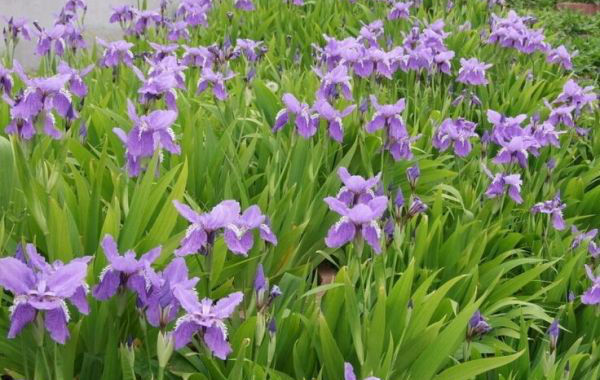 1566126119769786.jpg 鳶尾1.jpg