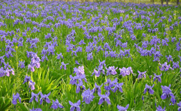 1566126160134674.jpg 鳶尾3.jpg