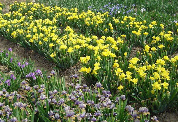 1566126204658315.jpg 鳶尾4.jpg