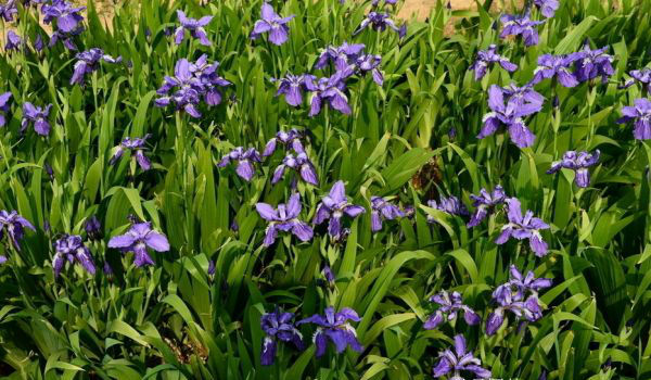 1566126223125535.jpg 鳶尾6.jpg