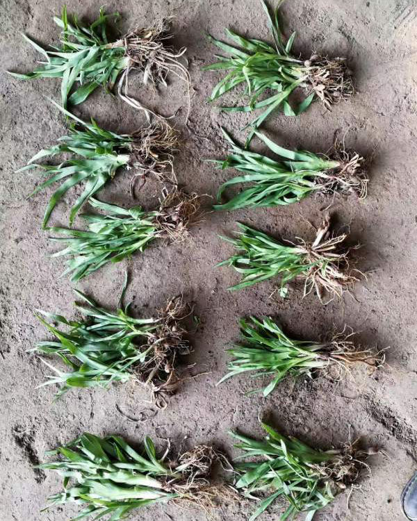 1566126285235032.jpg 鳶尾11.jpg