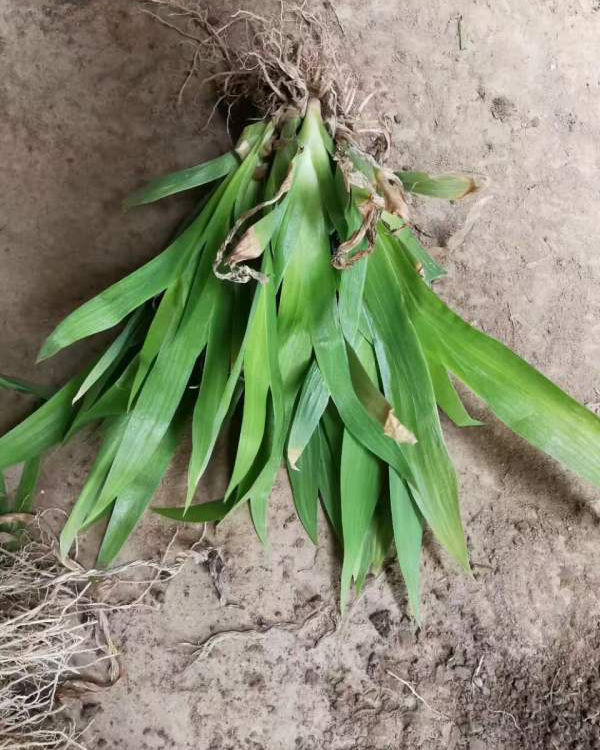 1566126302369345.jpg 鳶尾13.jpg