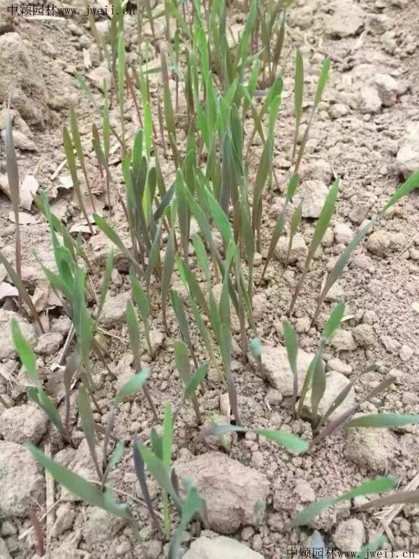 草苗.jpg