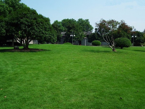 1566657959135020.jpg 草坪1.jpg