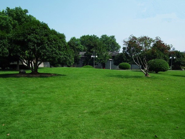 1566657982994567.jpg 草坪50.jpg