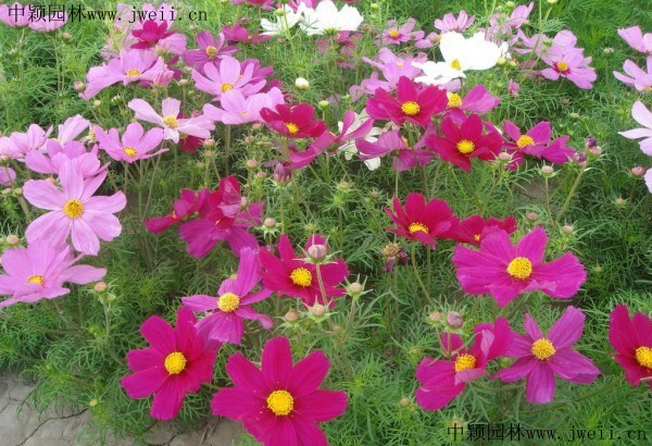 1566740218514413.jpg 格桑花4.jpg