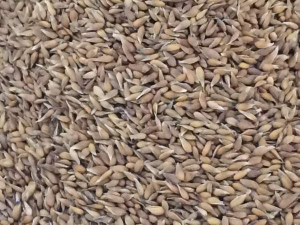 日本結縷草 (3).jpg