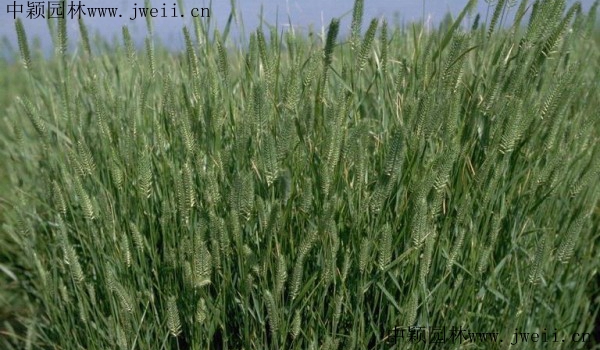 冰草4_副本 (1).jpg