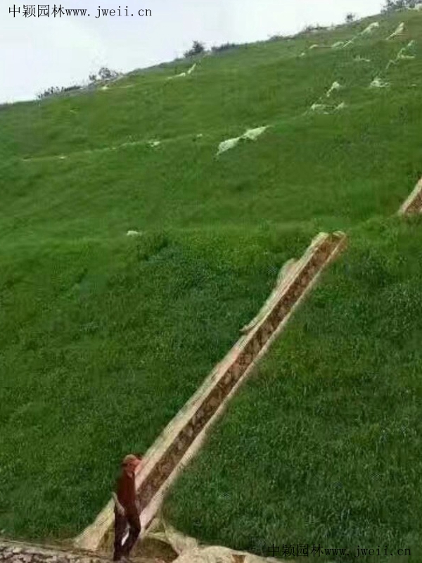 護坡草坪1_副本.jpg