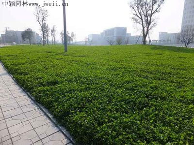 護坡適合種什么植物？