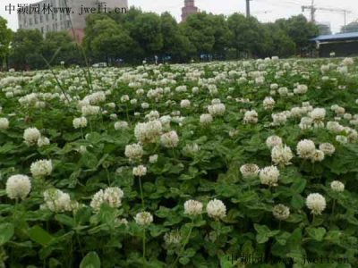 邊坡植草護坡用什么草？