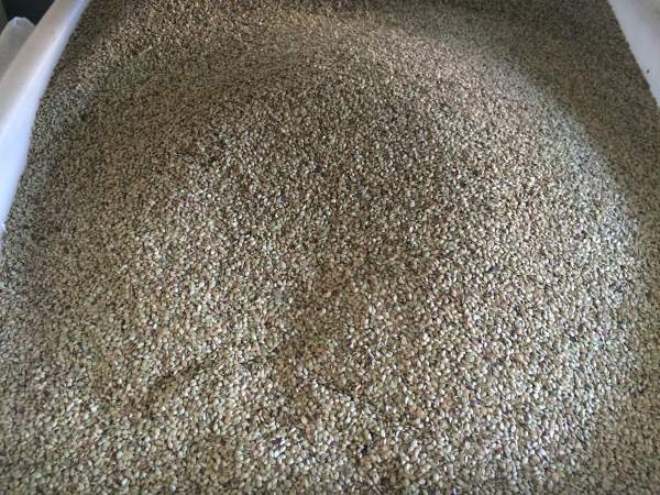 1567400518736963.jpg 百喜草 (2).jpg